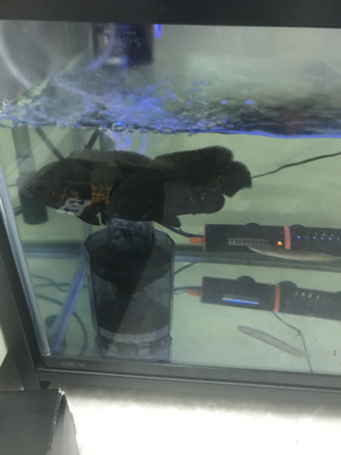 値下げ！古代魚　オスカー　フルセット