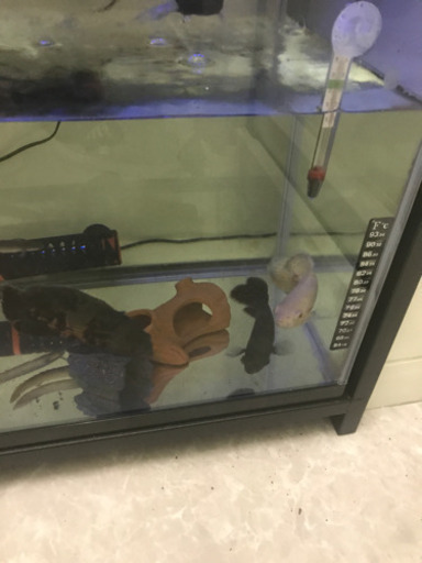 値下げ！古代魚　オスカー　フルセット