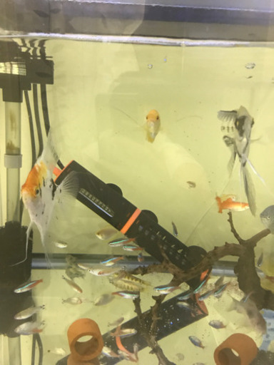 熱帯魚　値下げ