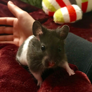 里親さん決まりました。ゴールデンハムスター（2歳オス）