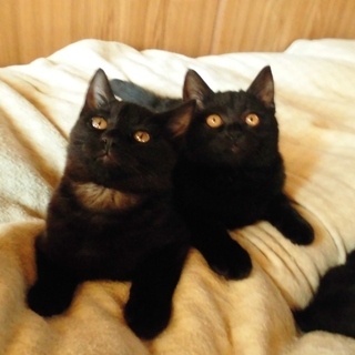 兄妹の絆★おはぎ顔とゴルゴ顔の黒猫コンビ①　ぶぅ♀　の画像
