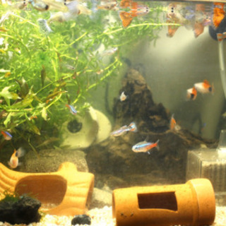 ★ 水槽と蓋 のみ 横45cm✖️30cm✖️29cm ★の画像