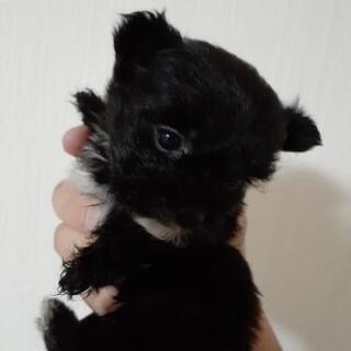 子犬いかがですか。優しい飼い主さんいませんか⁉️