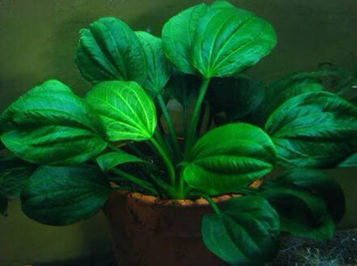 なかなか手に入らない水草　エキノドロスサターン　パイパソ