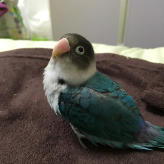 インコが迷子になりました。