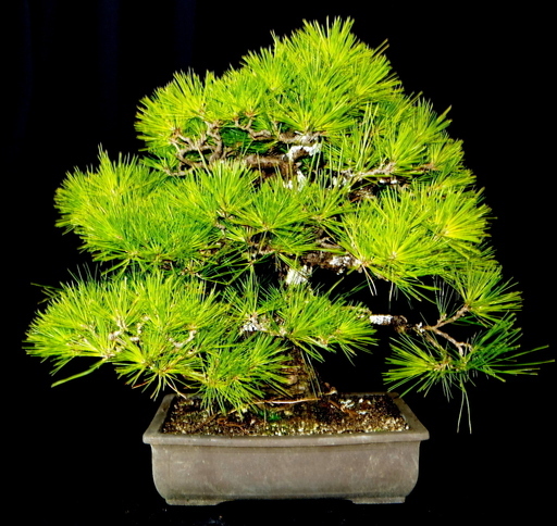 黒松　盆栽　高さ48cm　取りに来れる方大歓迎　自社配送も可