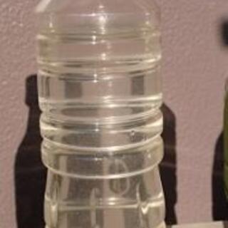 ゾウリムシ  ゾウリムシ培養酵母