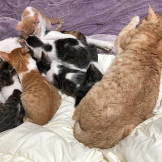 10月22日生まれの子猫の里親さん募集
