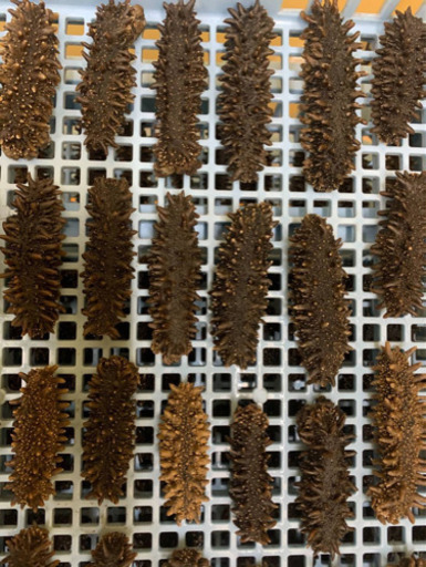 函館産　乾燥なまこ　1キロ