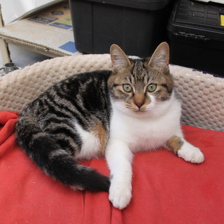 (受付終了)保護猫（三毛猫）の仔猫ですアメショウのミックスの男の子です