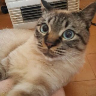 甘えん坊で人慣れ抜群のシャム風男子