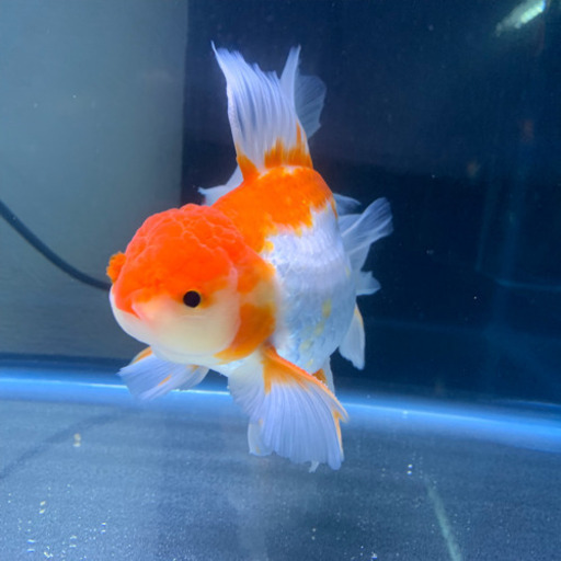 [本日午前中まで限定特価]タイ産ハーフムーンオランダ