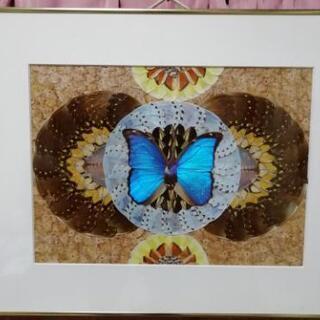 モルフォ蝶画　