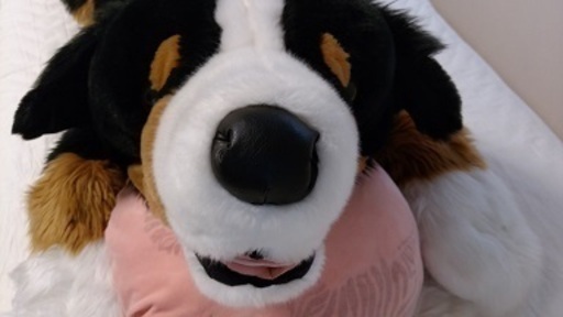 バーニーズマウンテンドッグ 特大 ぬいぐるみ