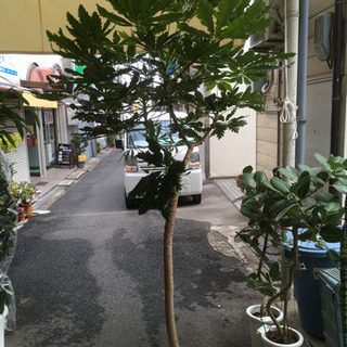 観葉植物　アラレア