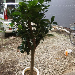 観葉植物　ガジュマル