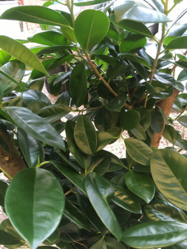 観葉植物　ガジュマル