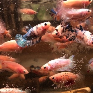 熱帯魚 ショーベタの画像