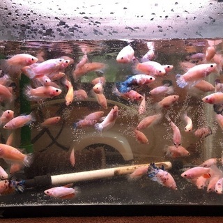 熱帯魚 ショーベタの画像