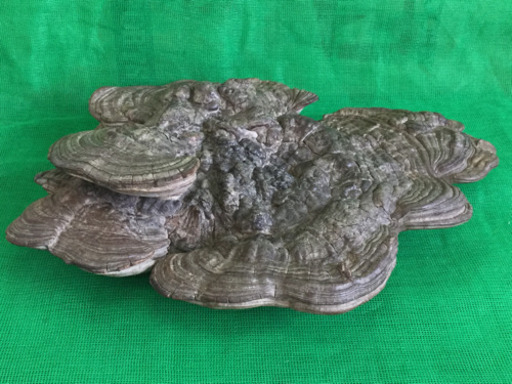 大きい　霊芝　 　幅51.5　　奥行47.5　　高さ12　 （ｃｍ）