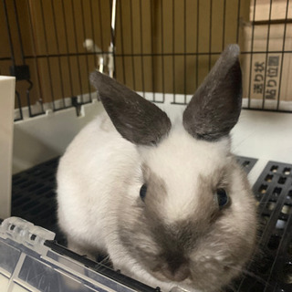 格安の5000円販売‼︎ネザーランドドワーフの赤ちゃんウサギの画像