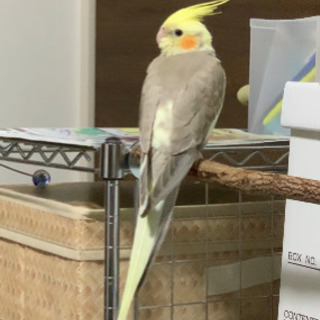【謝礼あり】オカメインコ探しています