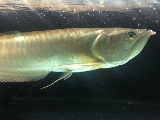 シルバーアロワナ45cm