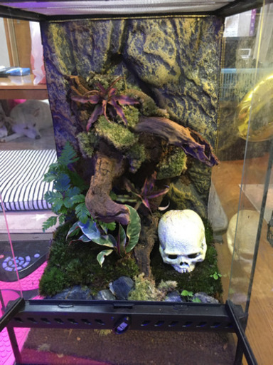 カエル・ヤモリ飼育に！