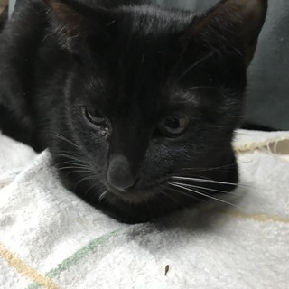 抱っこ大好き黒猫まりちゃん八か月 - 猫