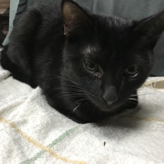 抱っこ大好き黒猫まりちゃん八か月 − 兵庫県