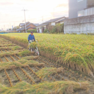 [2020年新年を美味しいお米で迎えましょう]ヒノヒカリ [減農...