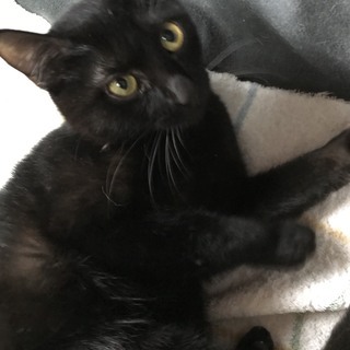 抱っこ大好き黒猫まりちゃん八か月 - 神戸市