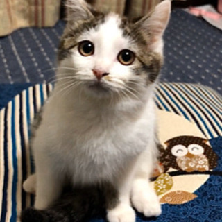 家族が決まりました☺︎【キジシロ】生後4ヶ月 女の子