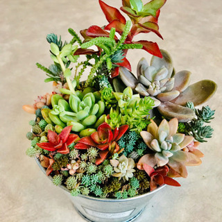 多肉植物の寄せ植え　NO.7