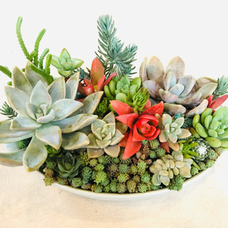 多肉植物の寄せ植え　NO.8