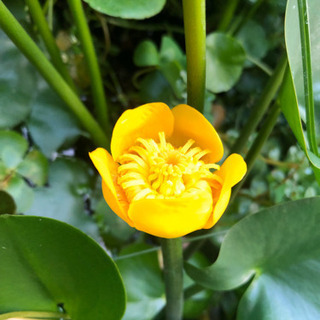 コウホネ　ビオトープ用水草