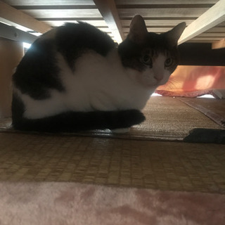 里親募集