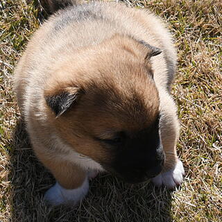 もうすぐ2か月になるミックスの子犬の里親になってください。
