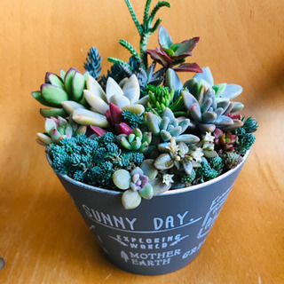多肉植物の寄せ植え　NO.10