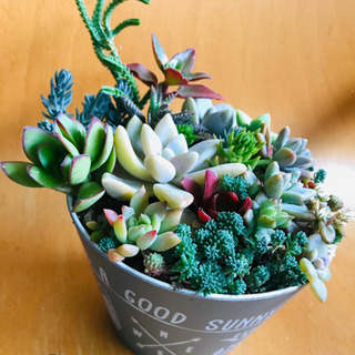 多肉植物の寄せ植え　NO.10の画像