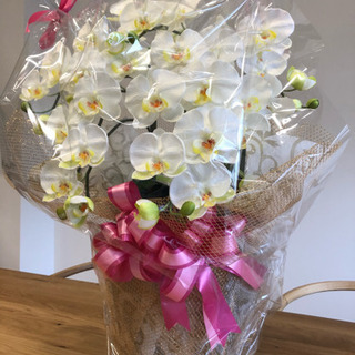 胡蝶蘭の造花の画像