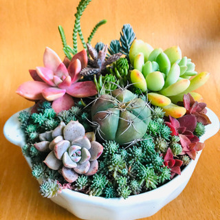 多肉植物寄せ植え　NO.11