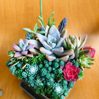 多肉植物の寄せ植え　NO.12