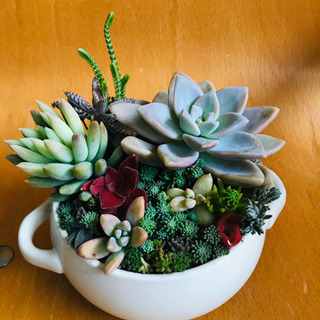 多肉植物の寄せ植え　NO.13