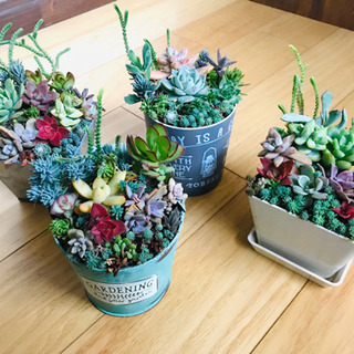 多肉植物の寄せ植え　1鉢800円　
