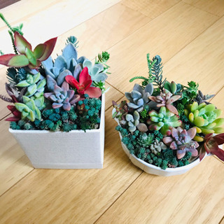 多肉植物の寄せ植え　1鉢　950円