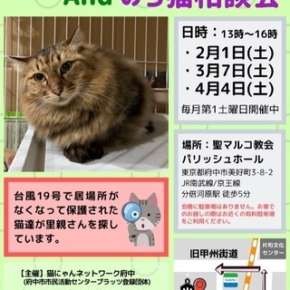 猫の譲渡会＆ノラ猫相談会