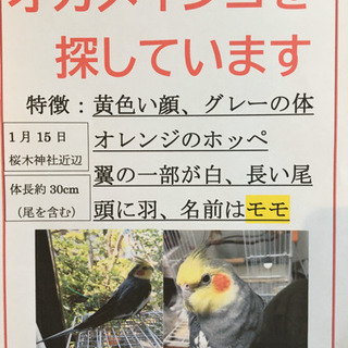 迷子のオカメインコを探しています