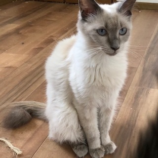 【バーマンのミックス猫ちゃん、里親さん決定致しましたので、受付を...