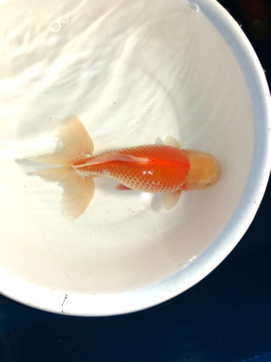 ジャンボオランダ獅子頭